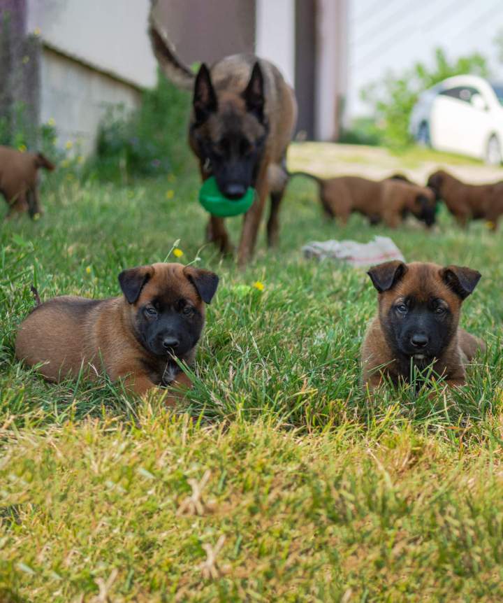 Élevage de chien Malinois Haute-Garonne