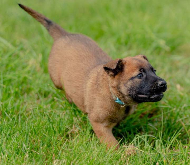 Comportementaliste canin Cadours