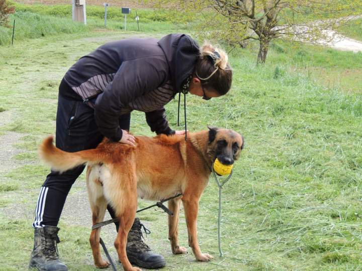 Éducateur canin Haute-Garonne