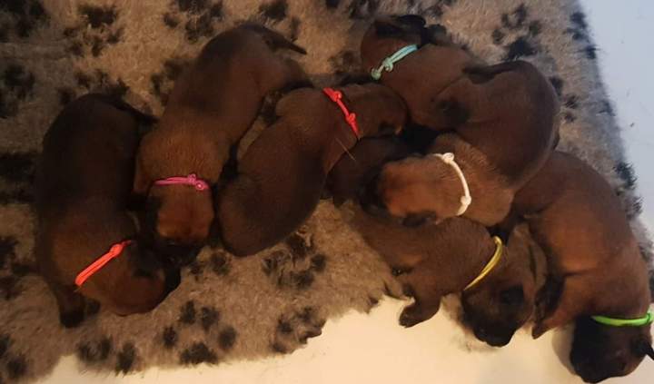 Élevage de Berger Belge Malinois, Auch