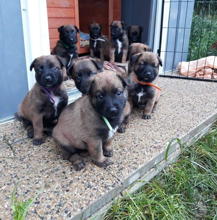 Chiots