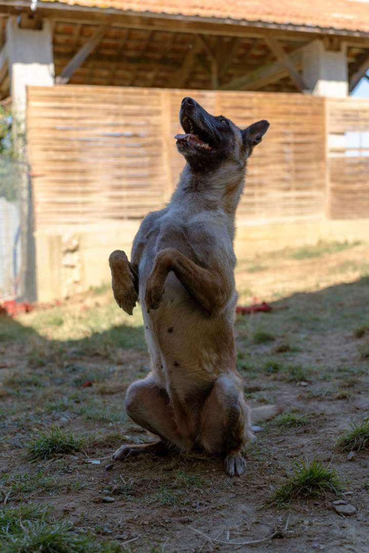 Éducateur canin Haute-Garonne