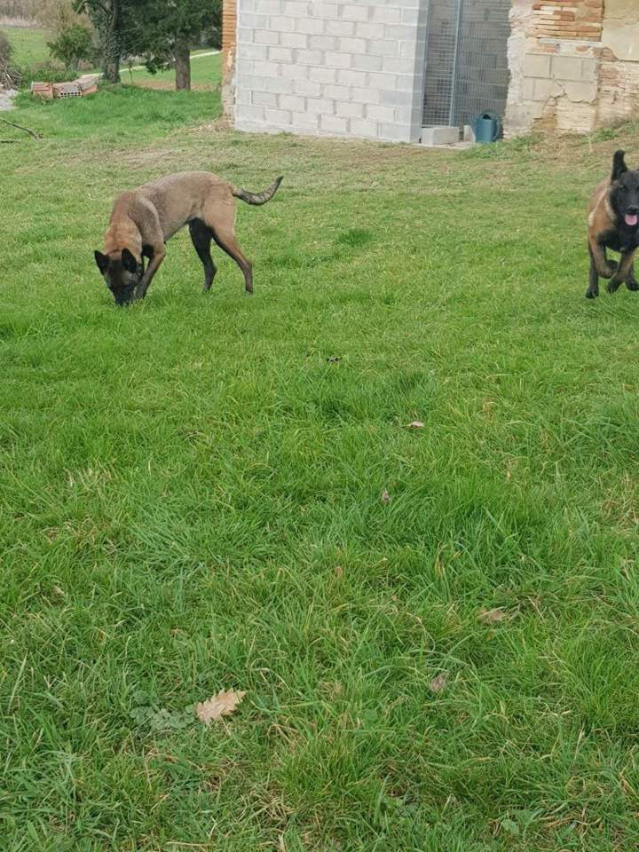 Pension pour canin Haute Garonne