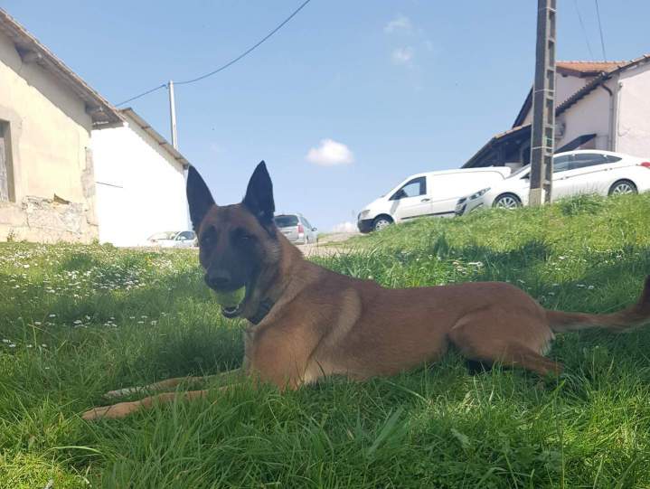 Pension pour canin Haute-Garonne