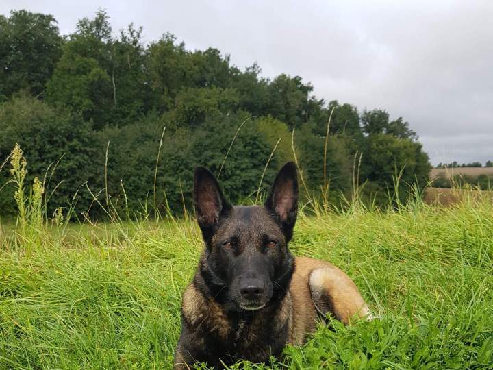 Élevage canin en Haute-Garonne