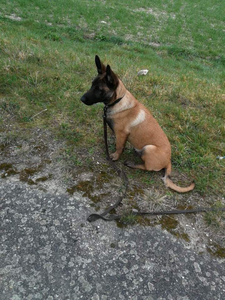 Pension pour canin Haute Garonne