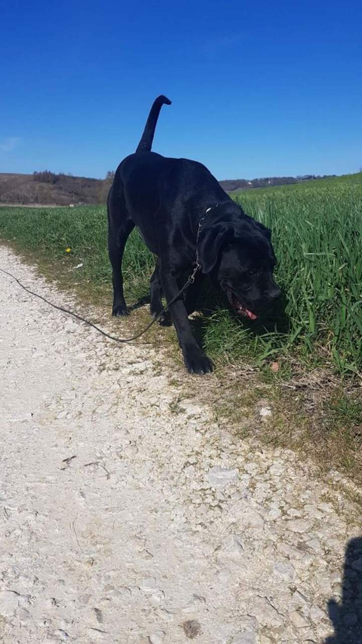 Élevage de chien Malinois en Haute-Garonne