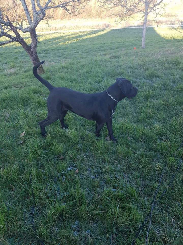 Pension pour canin à Haute Garonne