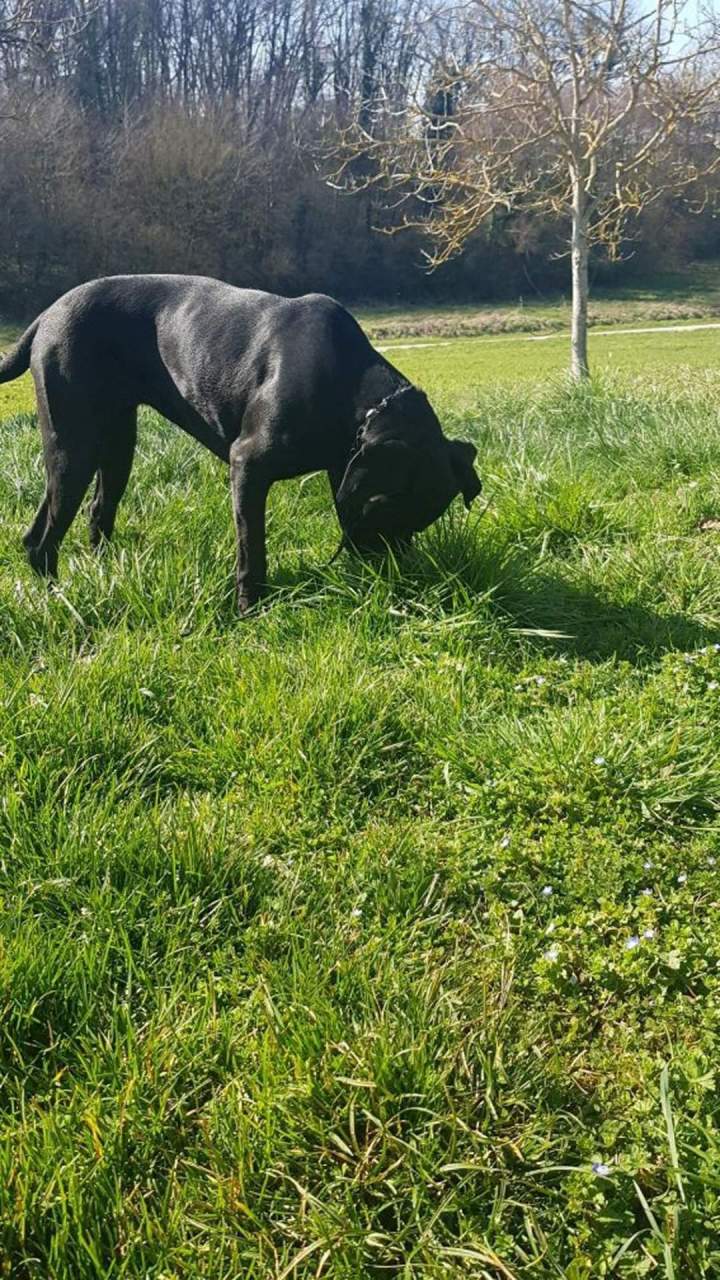 Élevage de chien Malinois en Haute-Garonne