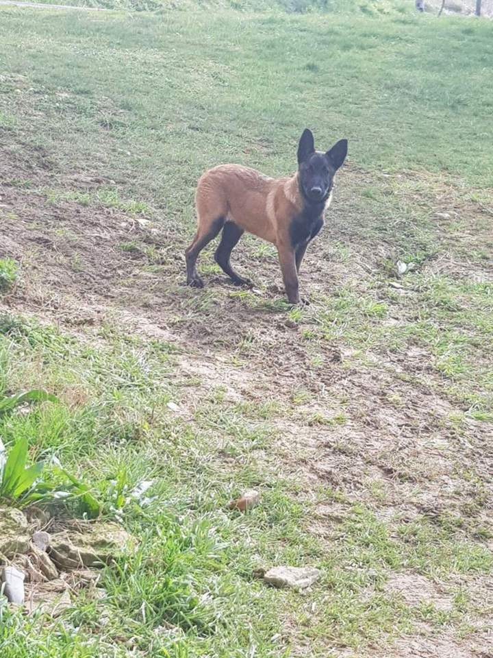 Pension pour canin prés de Haute Garonne
