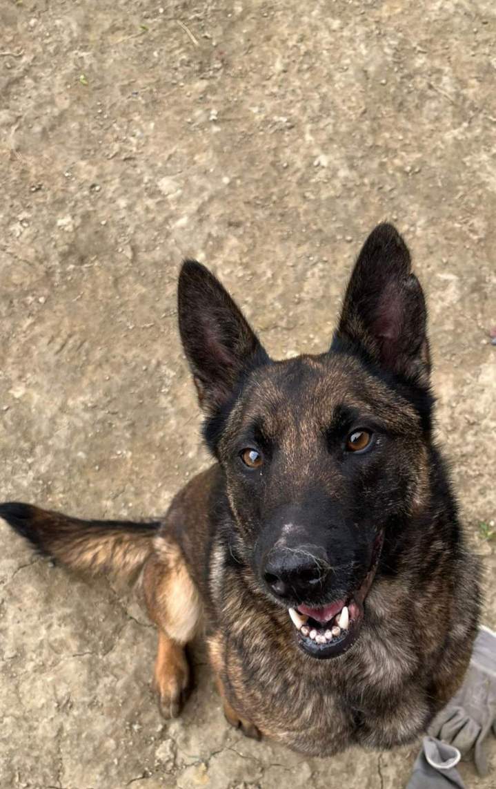 Élevage de chien Malinois Haute-Garonne