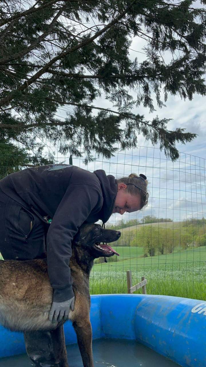 Élevage de chien Malinois Haute-Garonne