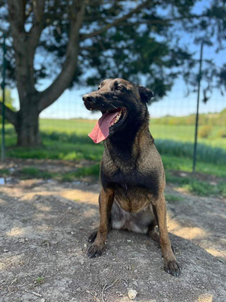 Élevage de chien Malinois Haute-Garonne