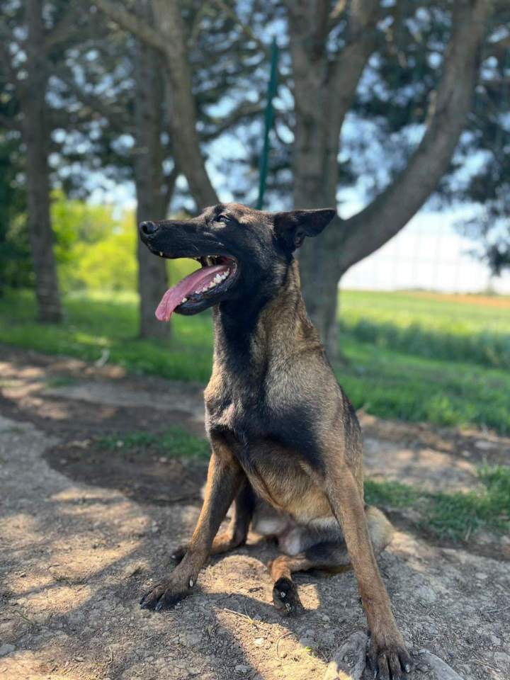 Élevage de chien Malinois Haute-Garonne
