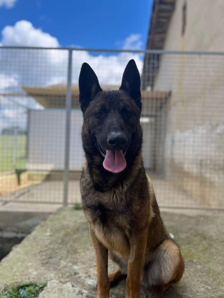 Veïko du Domaine de Poumecoste