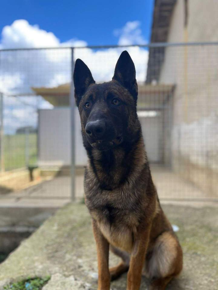 Veïko du Domaine de Poumecoste