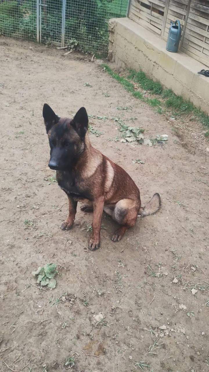 Vicky des Plaines de Garonne