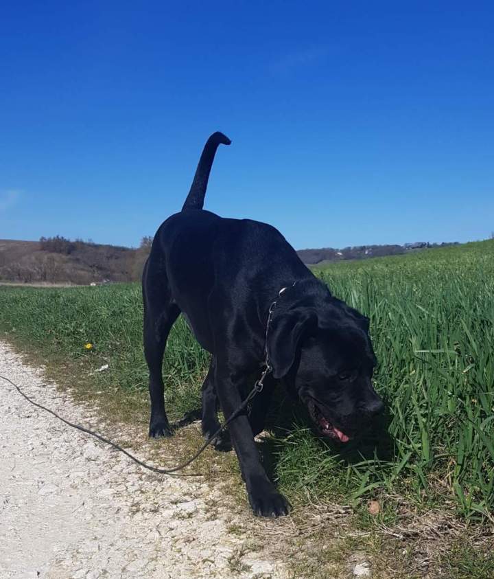 Une pension canine où le bien-être de votre chien est une priorité. 