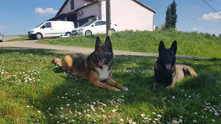 Élevage canin en Haute-Garonne