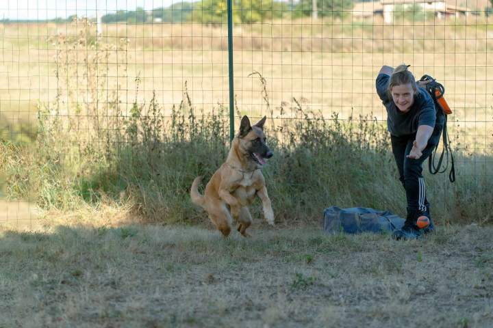ducateur canin Haute Garonne