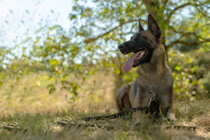 ducateur canin Haute Garonne