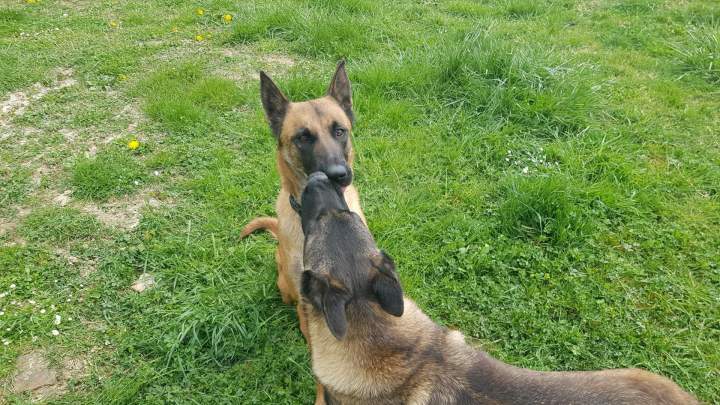 Élevage canin en Haute-Garonne