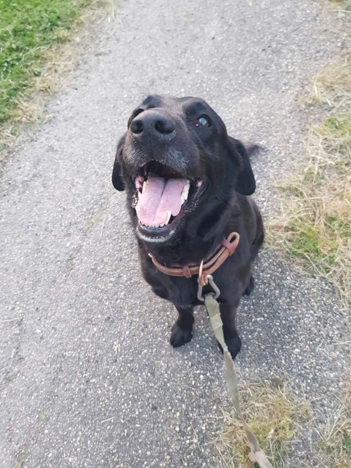 Élevage de chien Malinois en Haute-Garonne