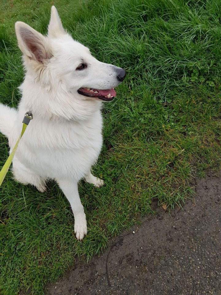 Élevage de chien Malinois en Haute-Garonne