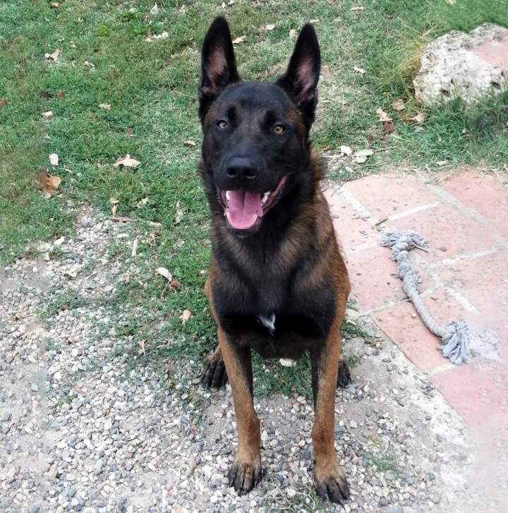 Élevage de chien Malinois Haute-Garonne