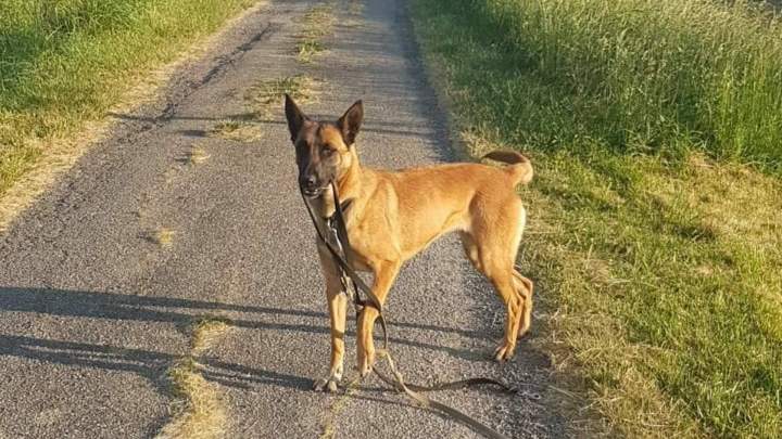 Élevage de chien Malinois en Haute-Garonne