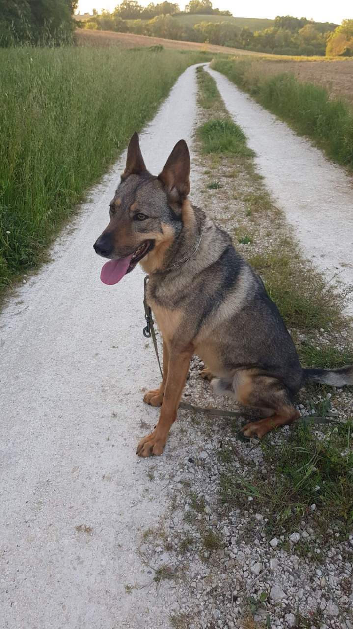 Élevage de chien Malinois en Haute-Garonne