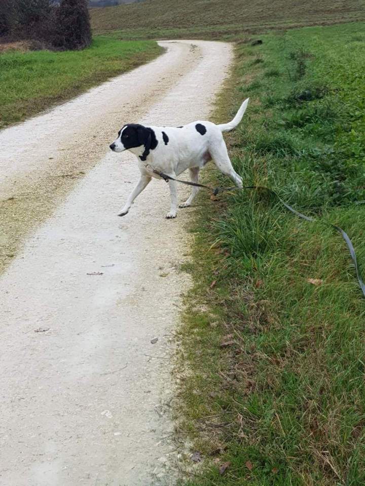 Élevage de chien Malinois en Haute-Garonne