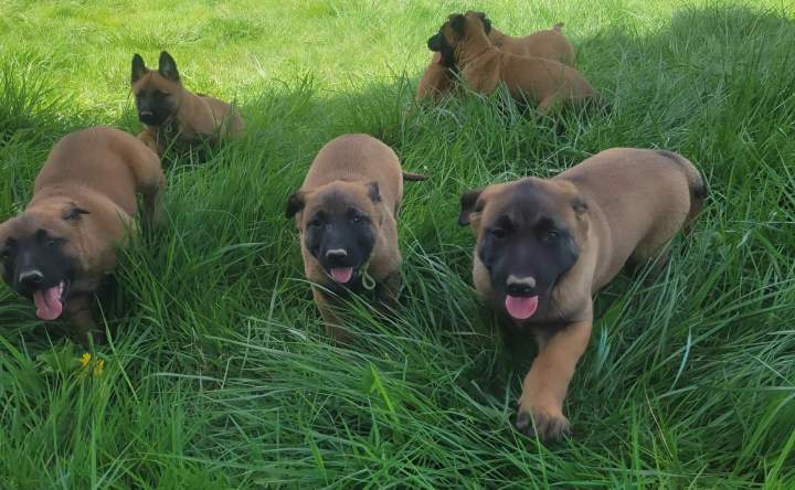 levage de chien Malinois Haute Garonne