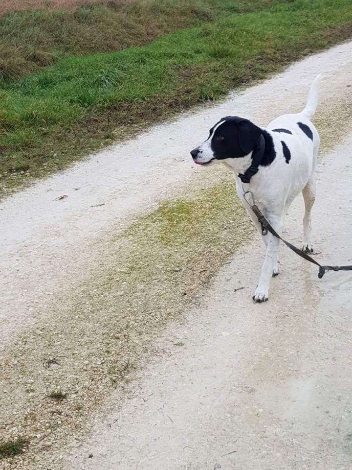 Élevage de chien Malinois en Haute-Garonne