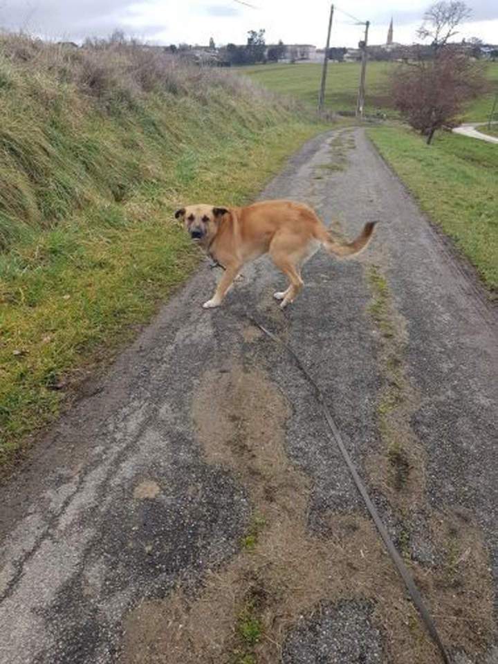 Élevage de chien Malinois en Haute-Garonne