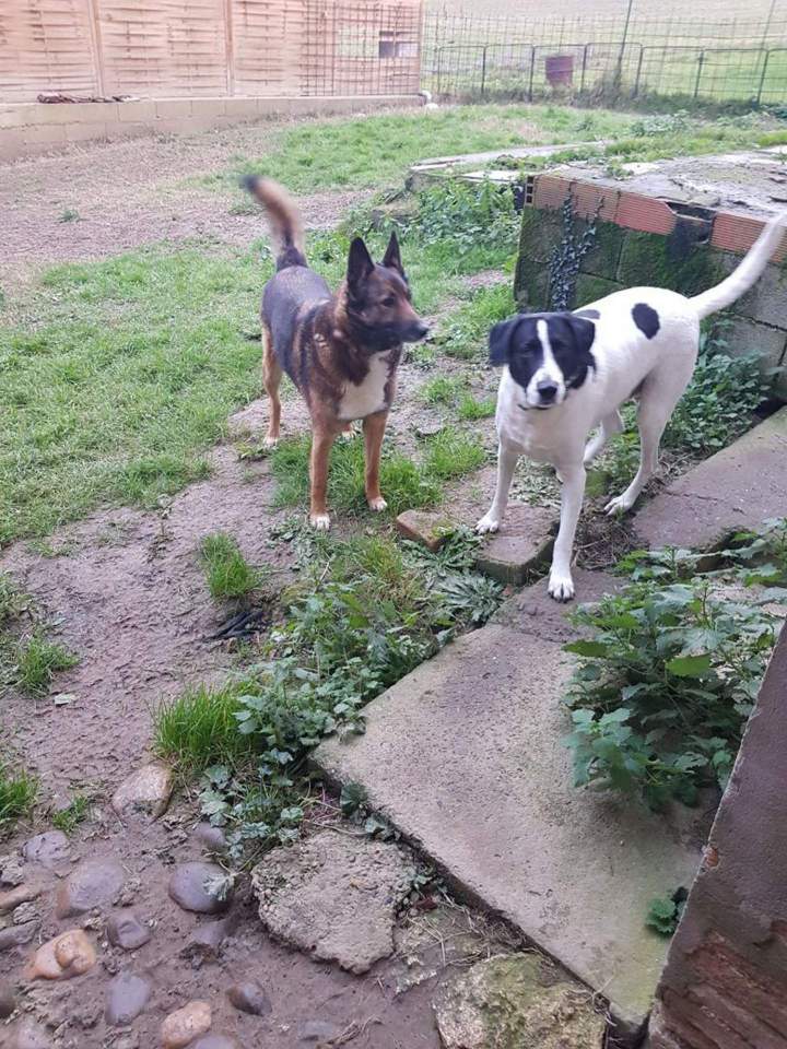 Élevage de chien Malinois en Haute-Garonne