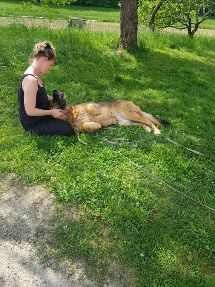 Élevage de chien Malinois en Haute-Garonne