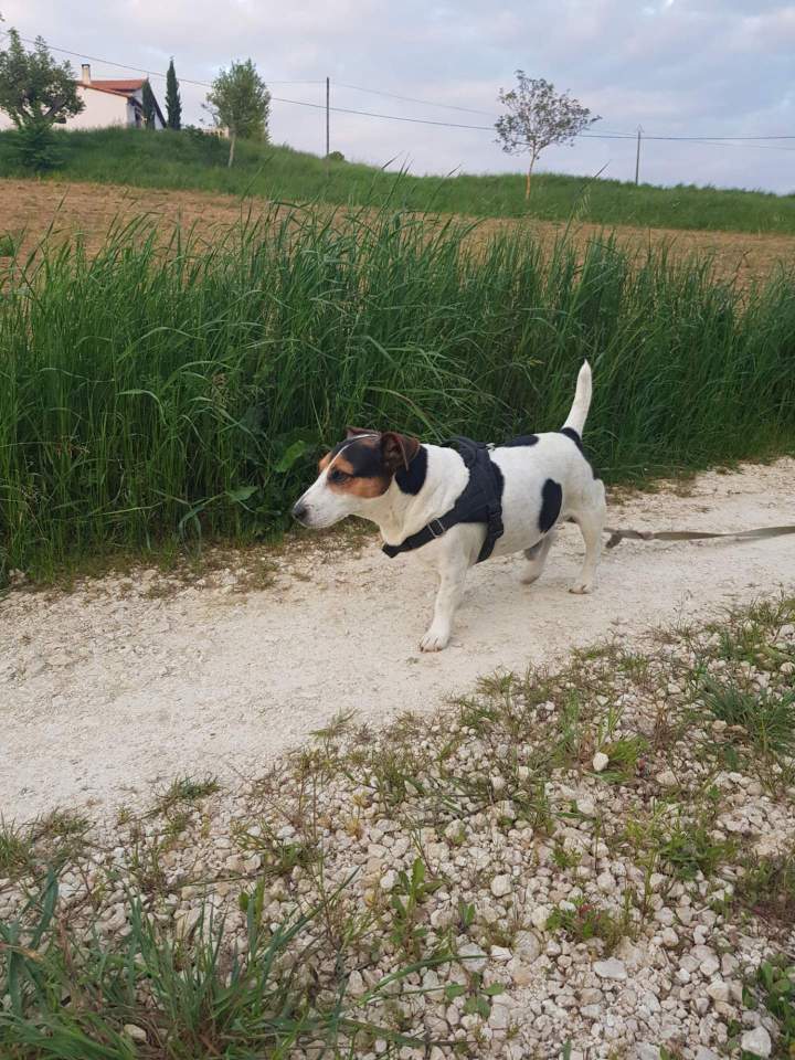 Élevage de chien Malinois en Haute-Garonne