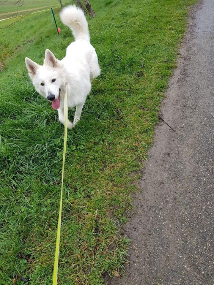 Élevage de chien Malinois en Haute-Garonne