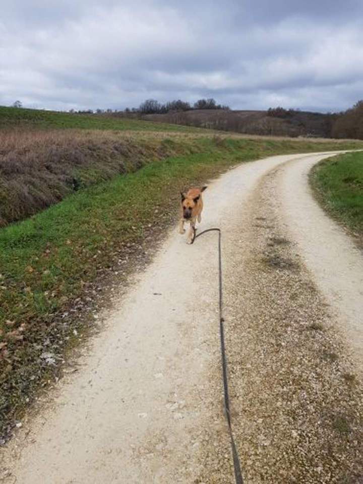 Élevage de chien Malinois en Haute-Garonne