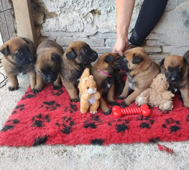 Chiot Malinois LOF Cadours