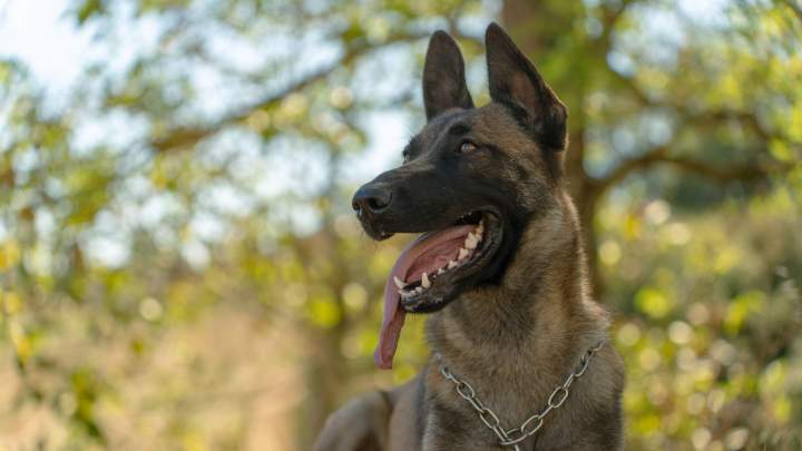 Éducateur canin Haute-Garonne