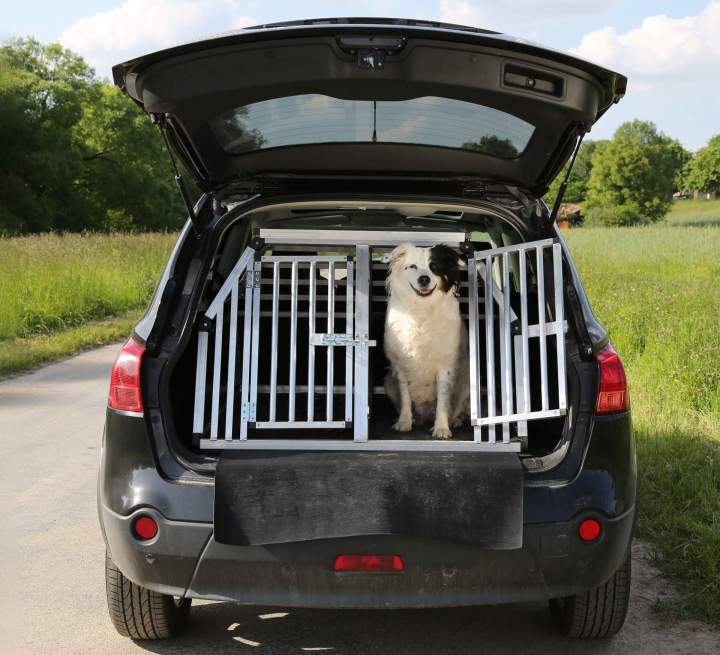 Transport animaux vivants Cadours